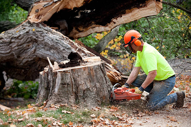 Best Stump Grinding and Removal  in Chino Valley, AZ