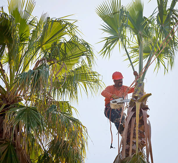 Best Hazardous Tree Removal  in Chino Valley, AZ