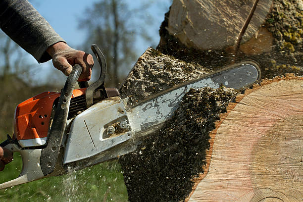 Professional Tree Removal in Chino Valley, AZ